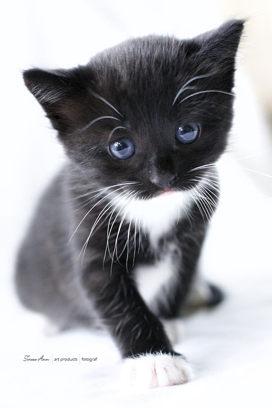 svartkatt3